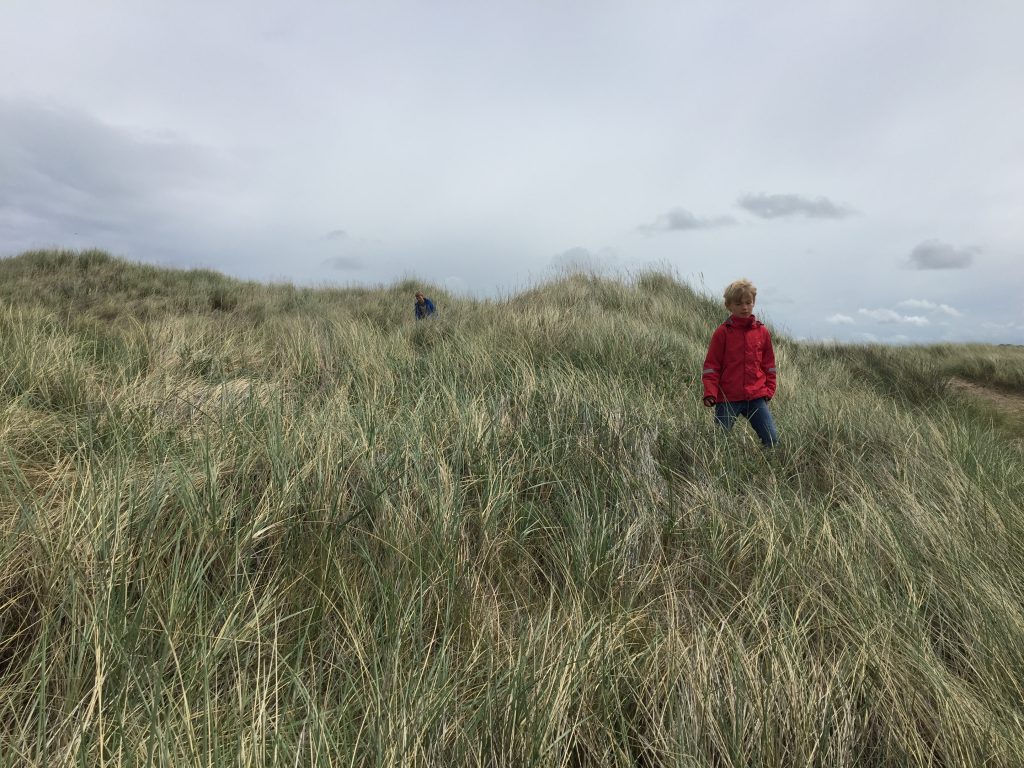 The Heath and Sand Dunes at the National Park Thy in NW Denmark