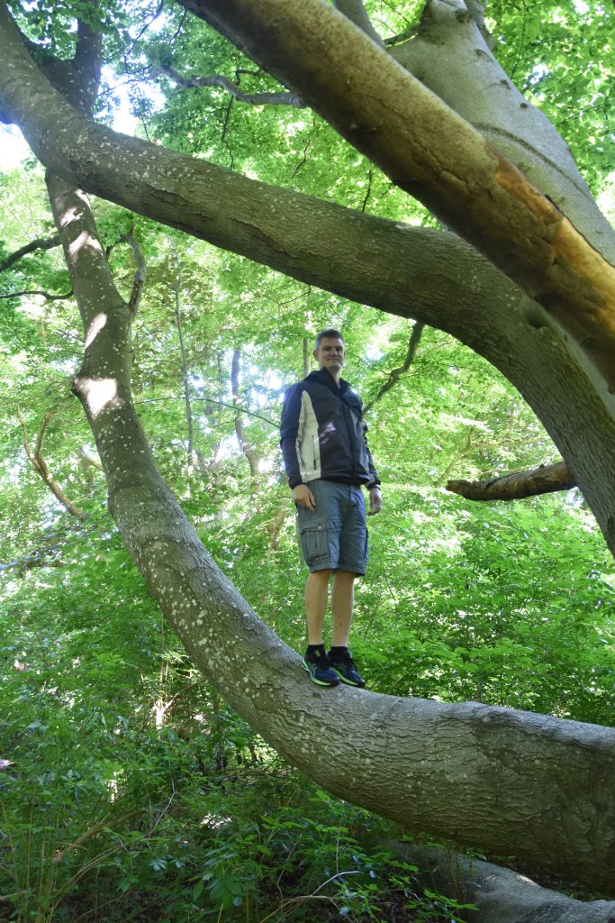 Climbing Trees at TICKON forest in Tranekaer, Denmark (My New Danish Life)