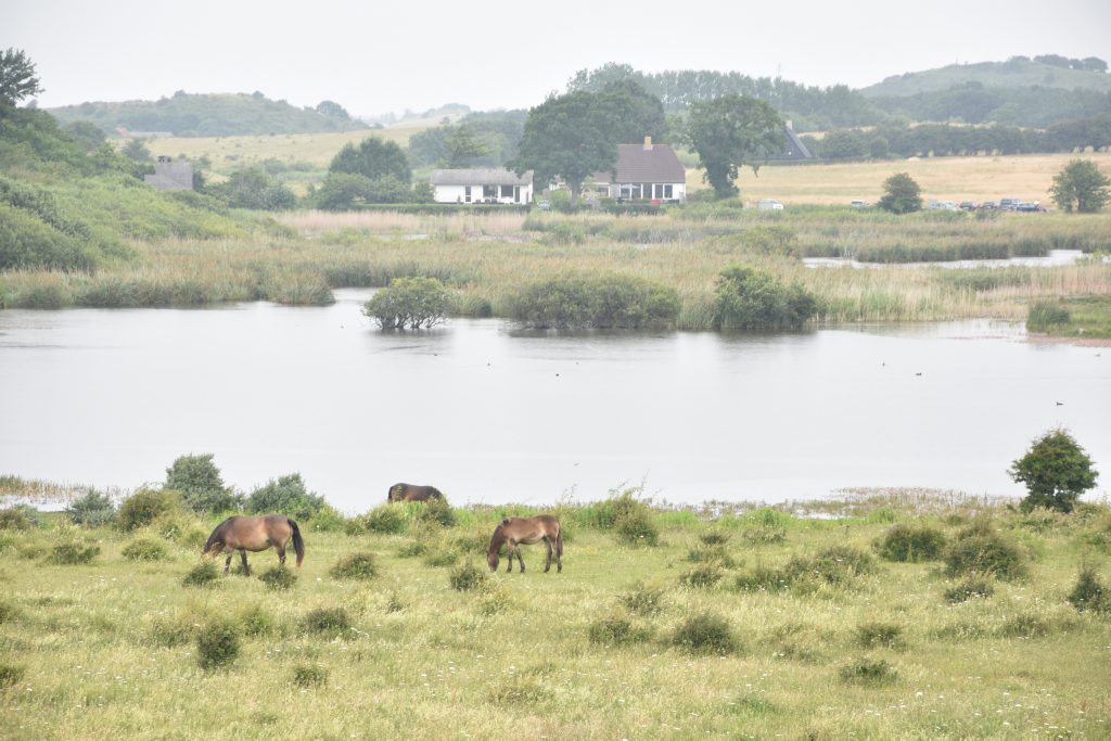Wild Horses of Langeland in the Gulstav Mose (My New Danish Life)