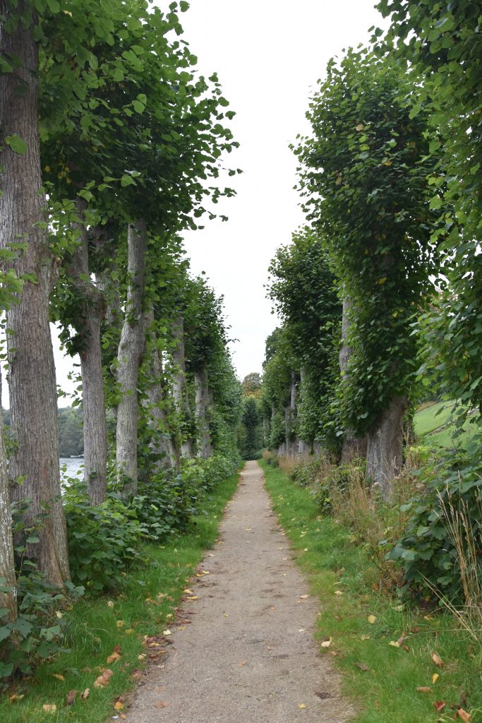 Høegh Guldbergs Alle Tree Path at the Hald Sø near Viborg, Denmark