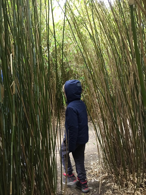 Bamboo Labyrinth at Geografisk Have in Kolding Denmark